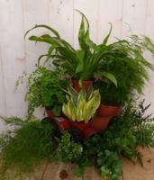 Kamerplantenpakket plantenbox circa 6 tot 10 planten Schaduw Warentuin Natuurlijk - Warentuin natuurlijk - thumbnail