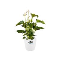 Bloempot Brussels rond 30 cm wit elho - Elho - thumbnail