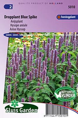 Dropplant / Anijsplant zaden Blue Spike