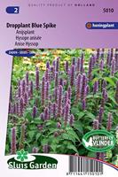 Anijsplant bloemzaden - Dropplant Blue Spike - thumbnail