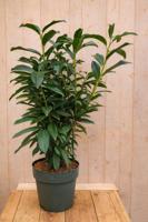 Laurierkers meerstammig Prunus laurocerasus 90 cm witte bloemen Warentuin Natuurlijk - Warentuin natuurlijk - thumbnail