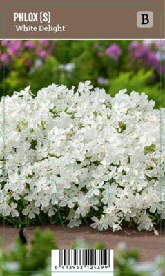 Vips Phlox (S) White Delight - Kruipphlox