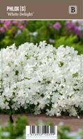 Vips Phlox (S) White Delight - Kruipphlox - thumbnail