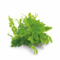 Kervel Massa gladbladig BIO - thumbnail