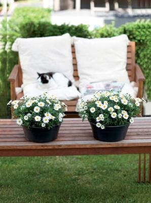 Elho Green Basics Plantenschaal Zwart Ø33cm Elho Green Basics Plantenschaal Zwart Ø33cm