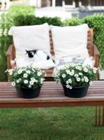 Elho Green Basics Plantenschaal Zwart Ø33cm - thumbnail