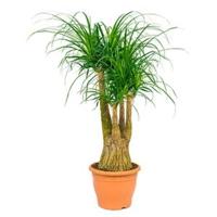 Beaucarnea recurvata urki kamerplant - thumbnail