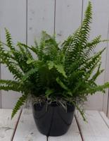 Koningsvaren zwarte/antraciete pot 30 cm Warentuin Natuurlijk - Warentuin natuurlijk - thumbnail