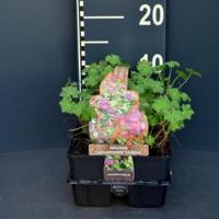 Ooievaarsbek (geranium cantabrigiense "Karmina") bodembedekker - 6-pack - 1 stuks - thumbnail
