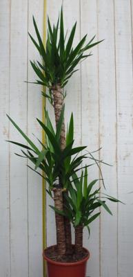 Yucca 120 cm kamerplant Warentuin Natuurlijk - Warentuin natuurlijk
