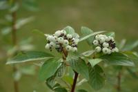 Kornoelje - thumbnail