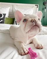 Kauwspeelgoed voor honden Nylabone Birka Roze Kip XS - thumbnail