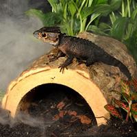 Habistat Aquadistri jungle schuilplaats medium Habistat Aquadistri - Aquadistri - thumbnail