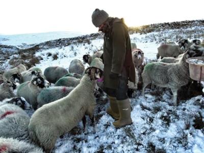 Dunlop C662933 Thermo + Purofort S5 full safety Groen - Maat 42 (UK8) - 15.032.047.08 Dunlop C662933 Thermo + Purofort S5 full safety Groen - Maat 42 (UK8) - 15.032.047.08