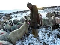 Dunlop C662933 Thermo + Purofort S5 full safety Groen - Maat 37/38 (UK5) - 15.032.047.05 - thumbnail