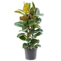 Ficus robusta L3 kamerplant - thumbnail