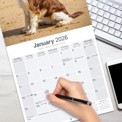 English Springer Spaniel (Euro) Calendar 2026 Square Dog Breed Wall Calendar - 16 Month