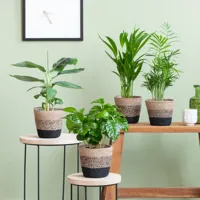 Tropische Kamerplantenmix - P12 - 4 stuks - thumbnail