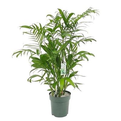 Chamaedorea Elegans Potmaat 24 H70-80 kamerplant Beautanic Lifestyle - Beautanic lifestyle