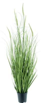 Pennisetum grass in pot green 100cm
