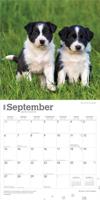 Border Collie Puppies Kalender 2026 - thumbnail