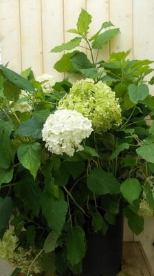 Hortensia Annabelle wit Groot - Warentuin natuurlijk