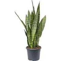 Sansevieria zeylanica inli kamerplant - thumbnail