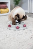 TRIXIE CAT ACTIVITY PENTAGON WIT / BORDEAUX 28X28 CM - thumbnail