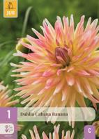 Dahlia cabana banana - thumbnail