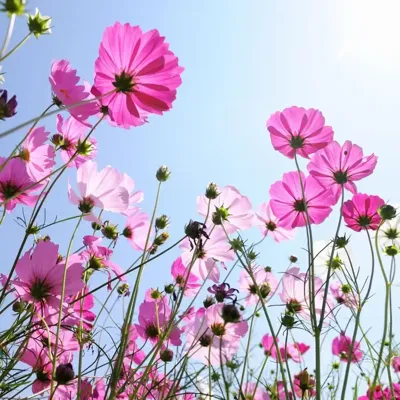 Anna's Collection tuinschilderij roze veldbloemen 58x58cm multi