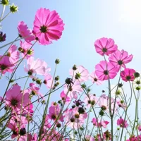 Anna's Collection tuinschilderij roze veldbloemen 58x58cm multi - thumbnail