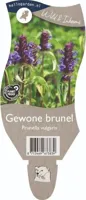 Gewone brunel vaste plant Griffioen - Griffioen - thumbnail