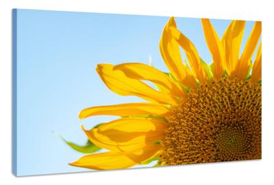Schilderij - Zonnebloem in Close up, Geel, blauw, premium print, wanddecoratie