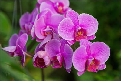 Fotobehang - Roze Orchidee Bloesems, in 11 maten te koop, premium print, incl behanglijm