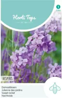 Zaden Hesperis Damastbloem Violet Hortitops - Hortitops - thumbnail