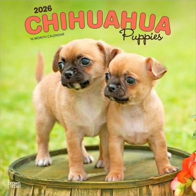 Chihuahua Puppies Kalender 2026 Chihuahua Puppies Kalender 2026