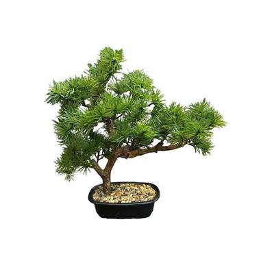 Bonsai pine tree 33 cm kunstplant Buitengewoon de Boet - Buitengewoon de boet Bonsai pine tree 33 cm kunstplant Buitengewoon de Boet - Buitengewoon de boet