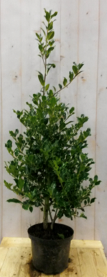 Hulst groen 80 cm Ilex Warentuin Natuurlijk - Warentuin natuurlijk