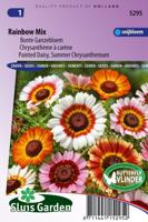 Chrysanthemum zaden Rainbow mix Margriet - thumbnail