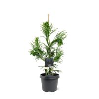 Sikkelden - thumbnail