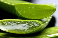 Tabaibaloe Aloe Cream - thumbnail