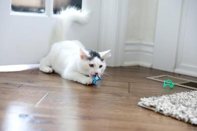 Pet Mate Dikke Kat Crazies