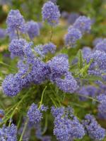 Amerikaanse sering op stam - thumbnail