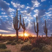 Alexsar Art Tuinschilderij cactussen 70x70cm - thumbnail