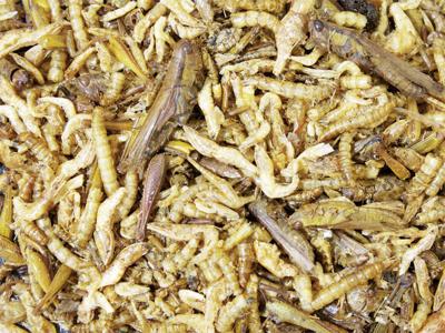 JR Farm knaagdier proteine cocktail 75 gram 16242 JR Gebr. de Boon - Gebr de boon