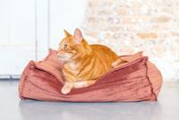 Designed by Lotte Kattenkussen VELVETI roze - thumbnail