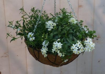 Diverse hangplantjes in kokos hanging basket wit Warentuin Natuurlijk - Warentuin natuurlijk