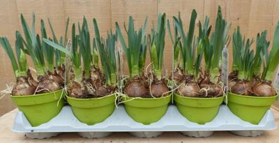 Geurende Narcissen 10 stuks in potjes kleur licht geel Warentuin Natuurlijk - Warentuin natuurlijk