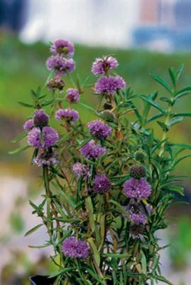 2 stuks! Preslia cervina potmaat P9 Engelse watermunt Moerings - Moerings