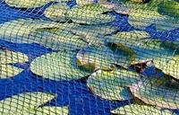 Budget Heron Vijverafdeknet 3x4m Groen - Bescherming Tegen Blad & Dieren met 2cm Maas & Grondpennen - thumbnail